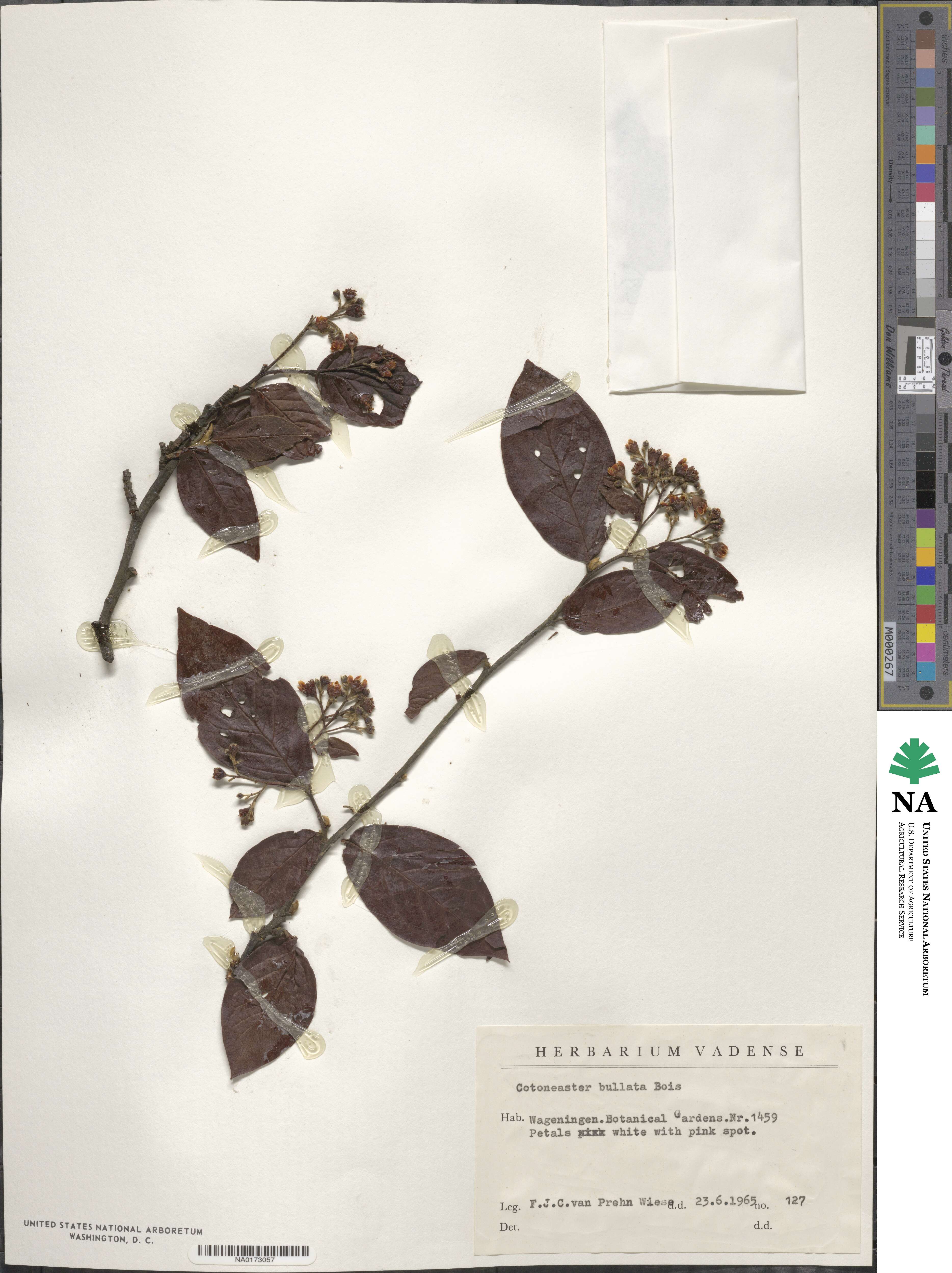 Cotoneaster bullatus image