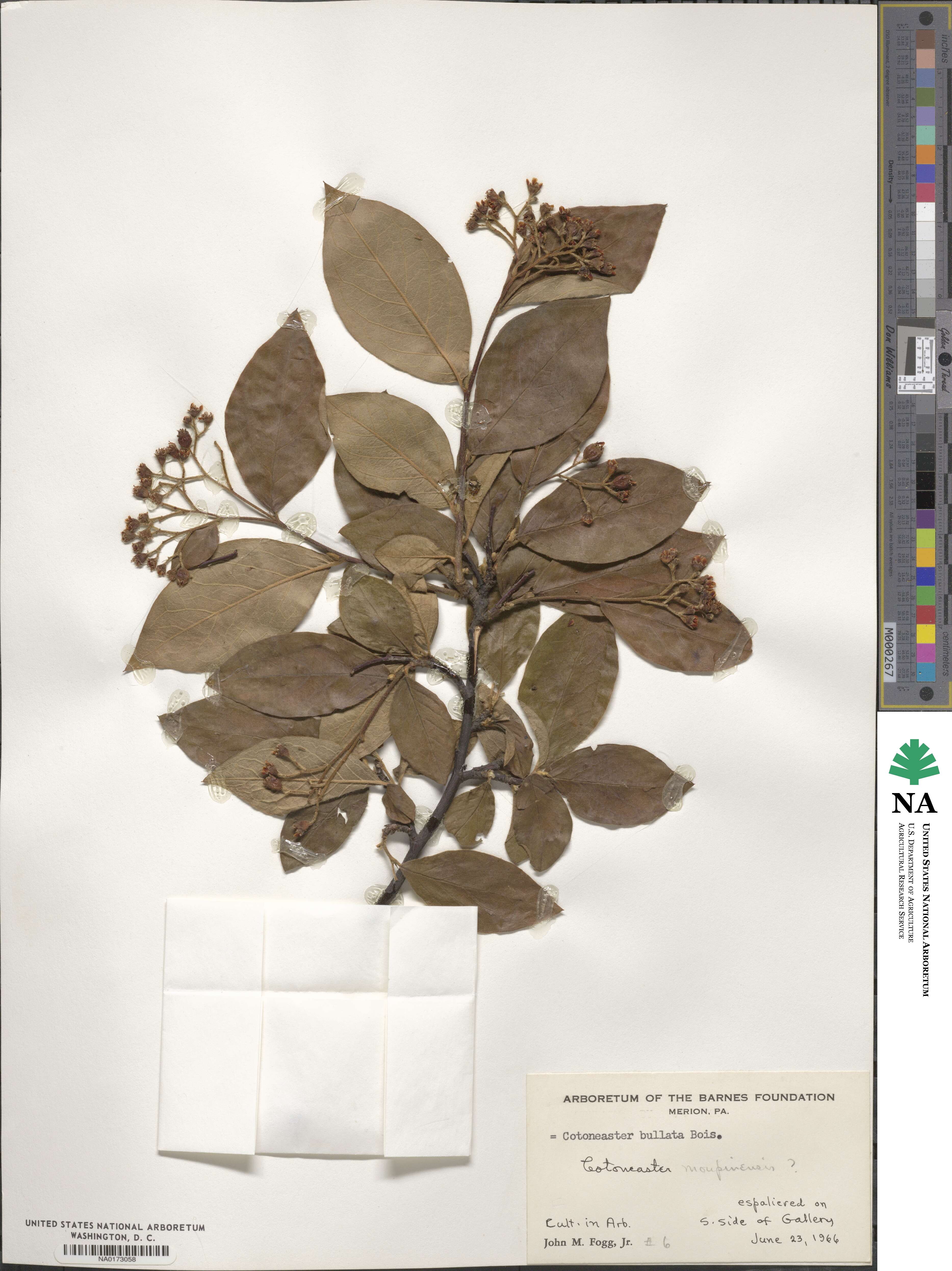 Cotoneaster bullatus image