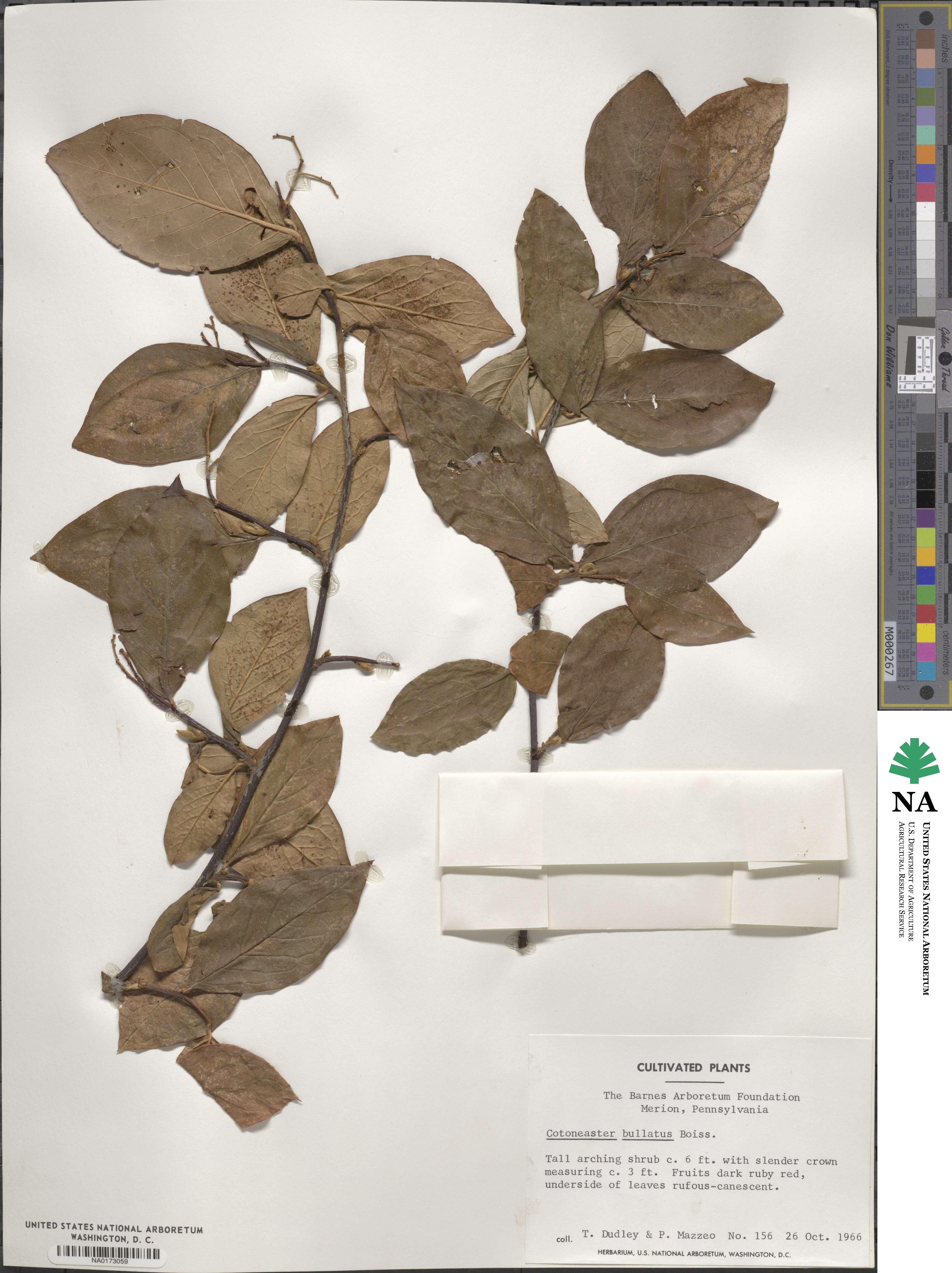 Cotoneaster bullatus image
