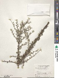 Cotoneaster buxifolius image