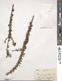 Image of Cotoneaster buxifolius