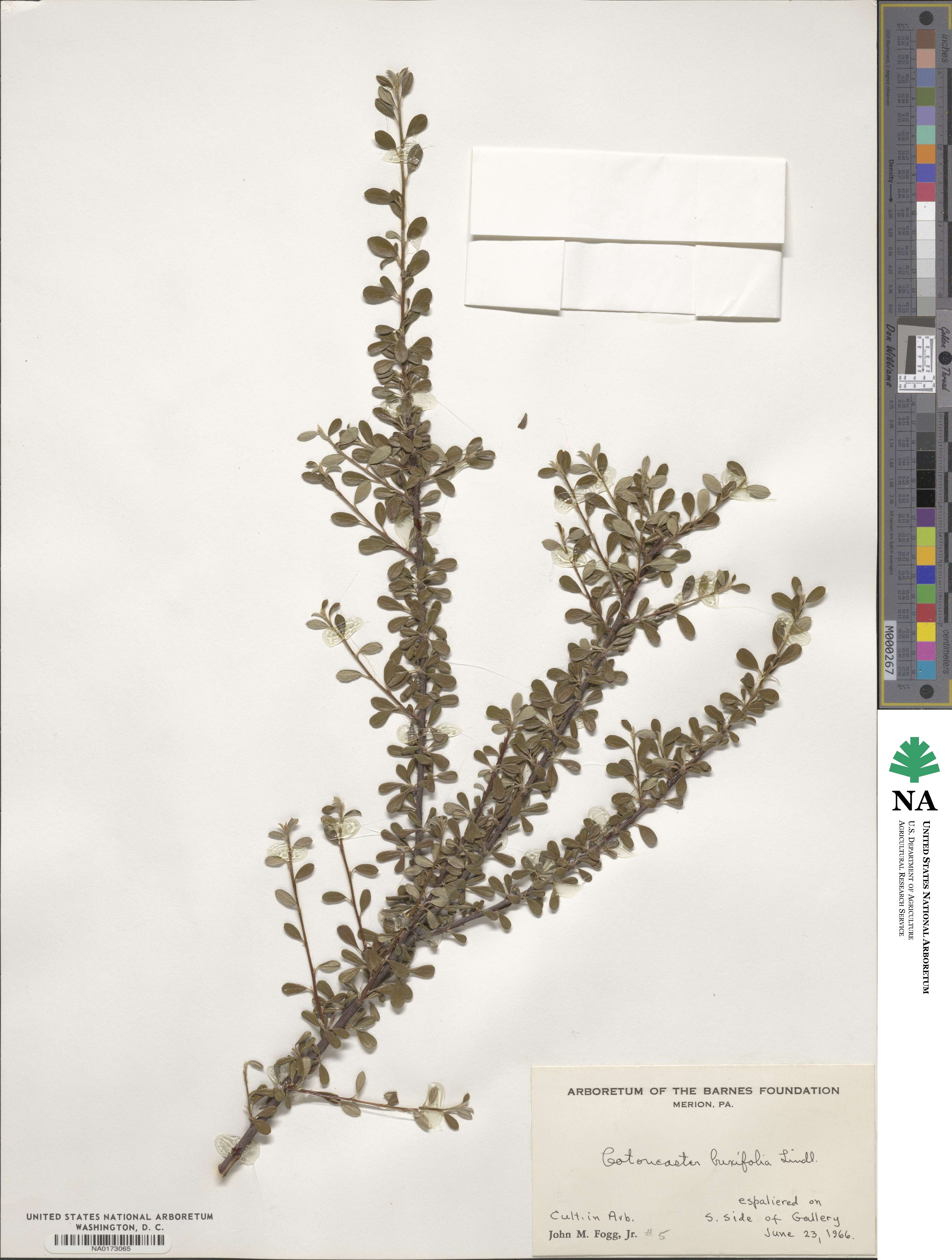 Cotoneaster buxifolius image