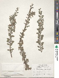 Cotoneaster buxifolius image