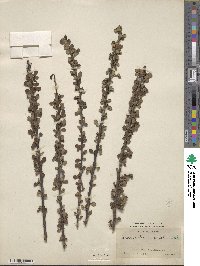 Cotoneaster buxifolius image