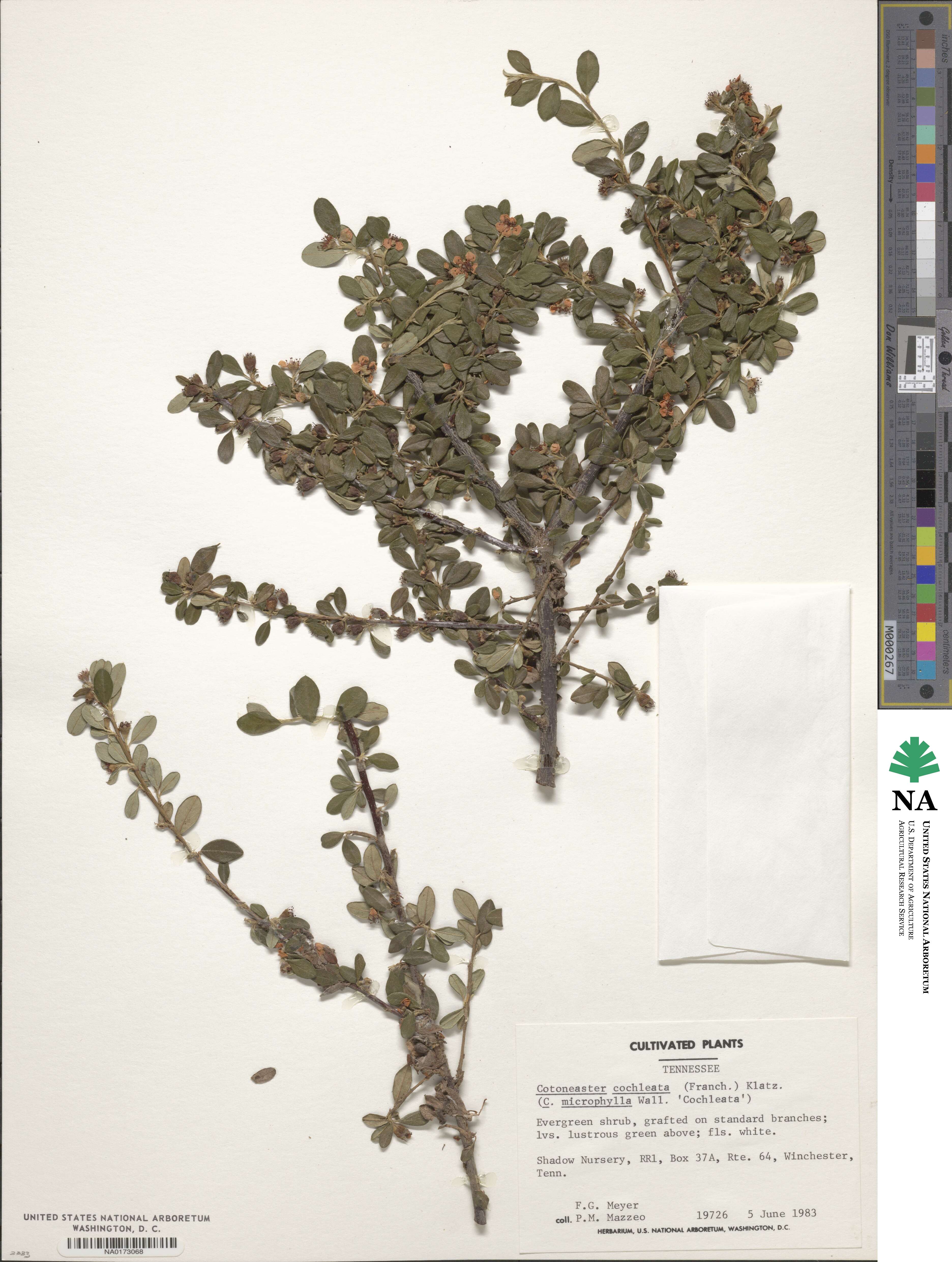 Cotoneaster microphyllus image