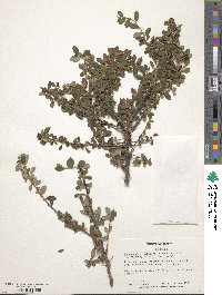 Cotoneaster microphyllus image