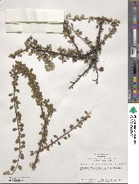 Cotoneaster microphyllus image