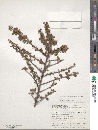 Cotoneaster microphyllus image