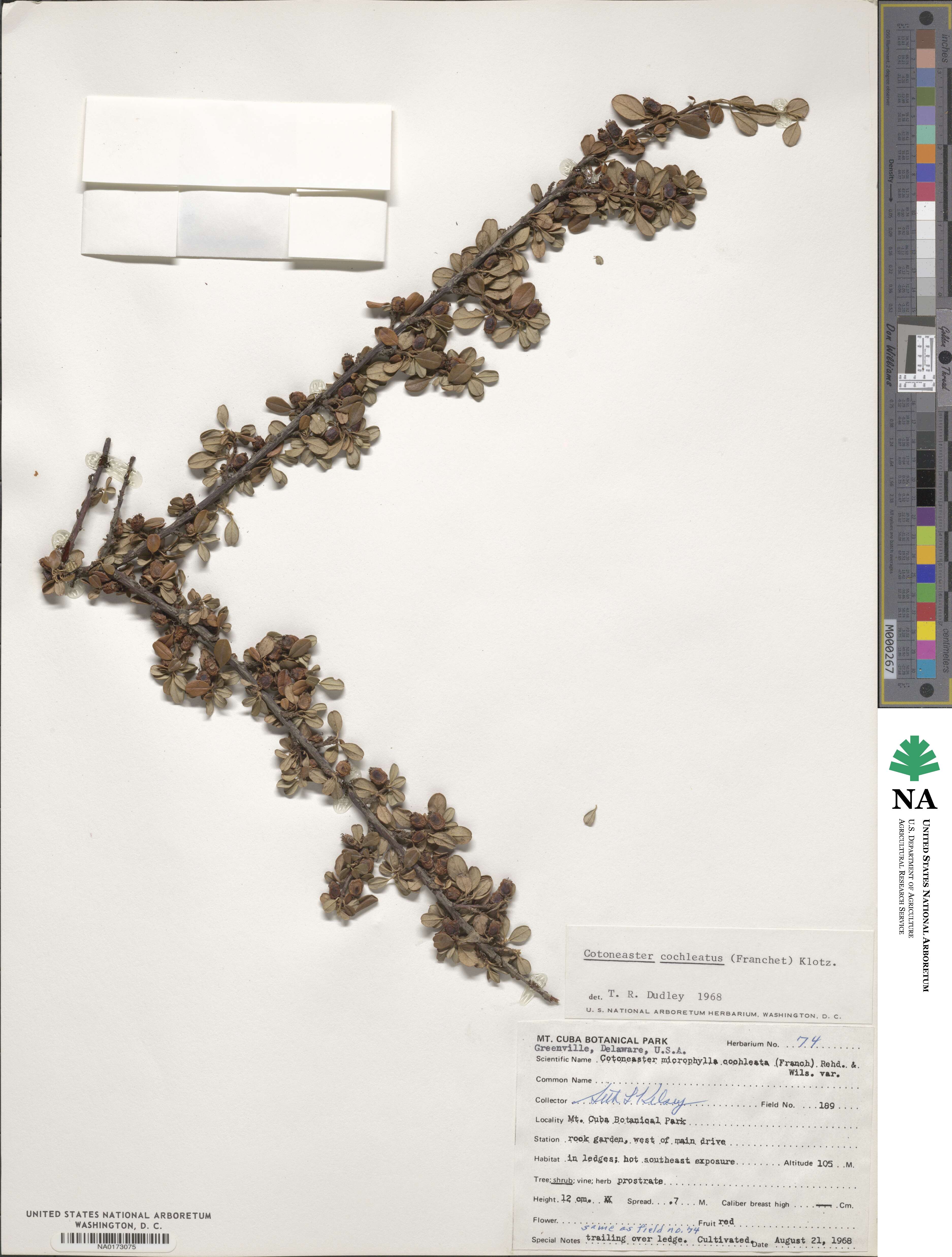 Cotoneaster microphyllus image
