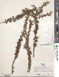 Cotoneaster microphyllus image