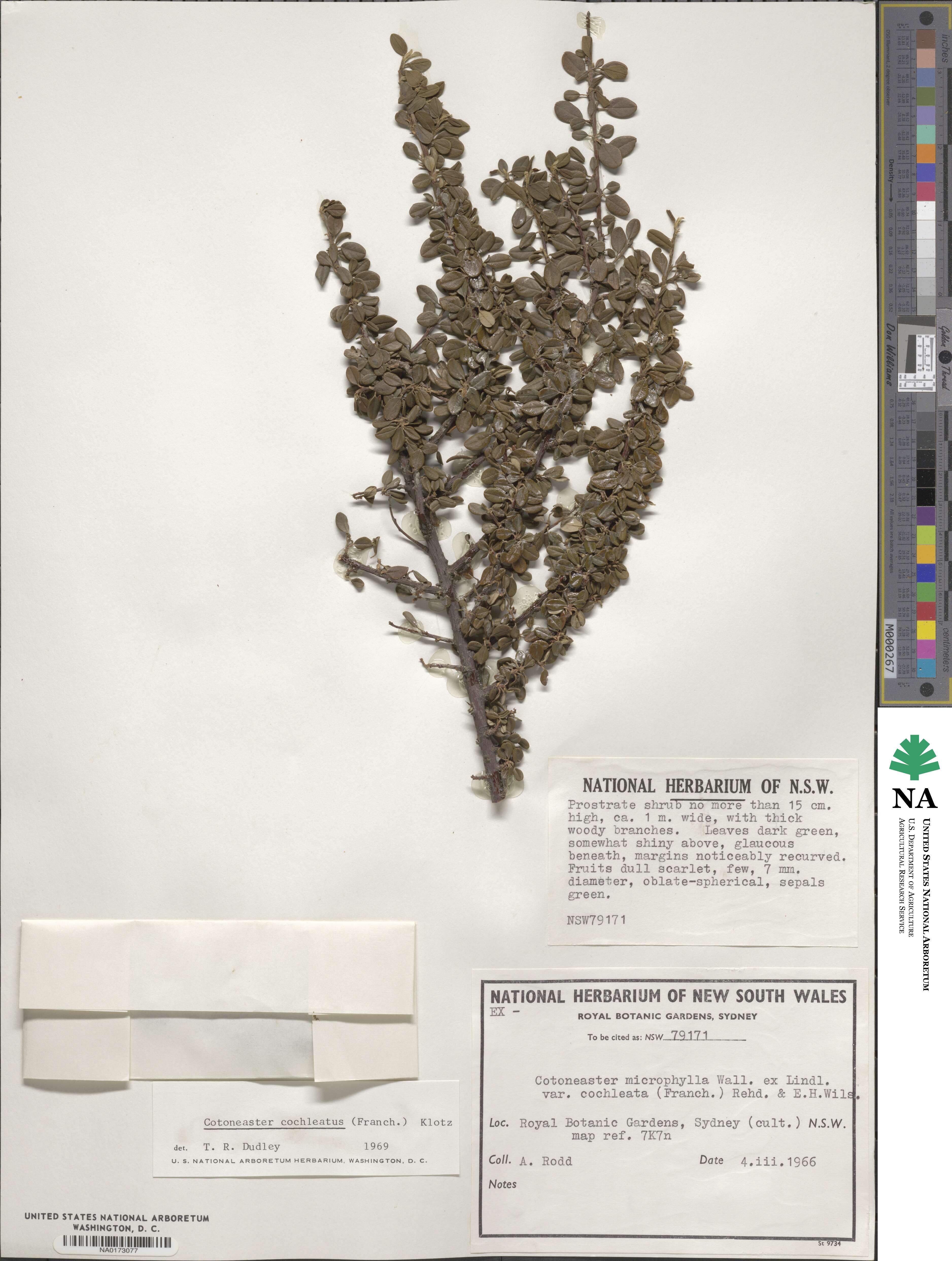 Cotoneaster image