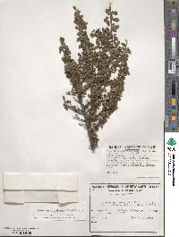 Cotoneaster microphyllus image