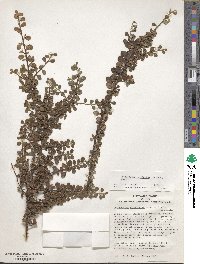 Cotoneaster microphyllus image