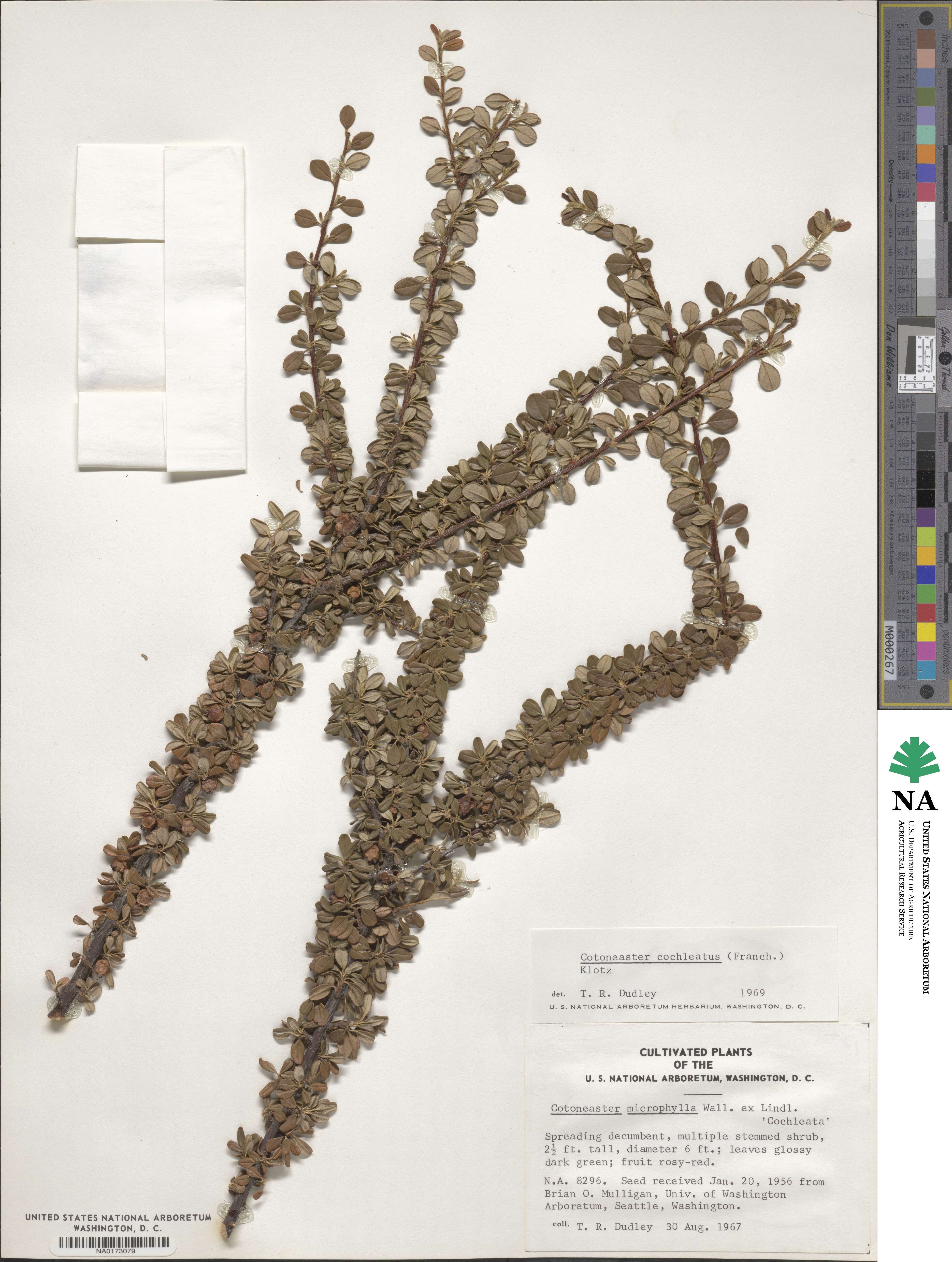 Cotoneaster microphyllus image