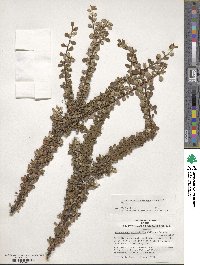 Cotoneaster microphyllus image