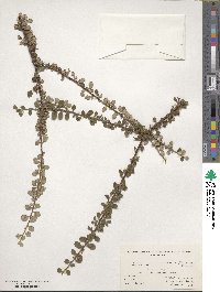 Cotoneaster microphyllus image