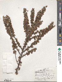 Cotoneaster congestus image