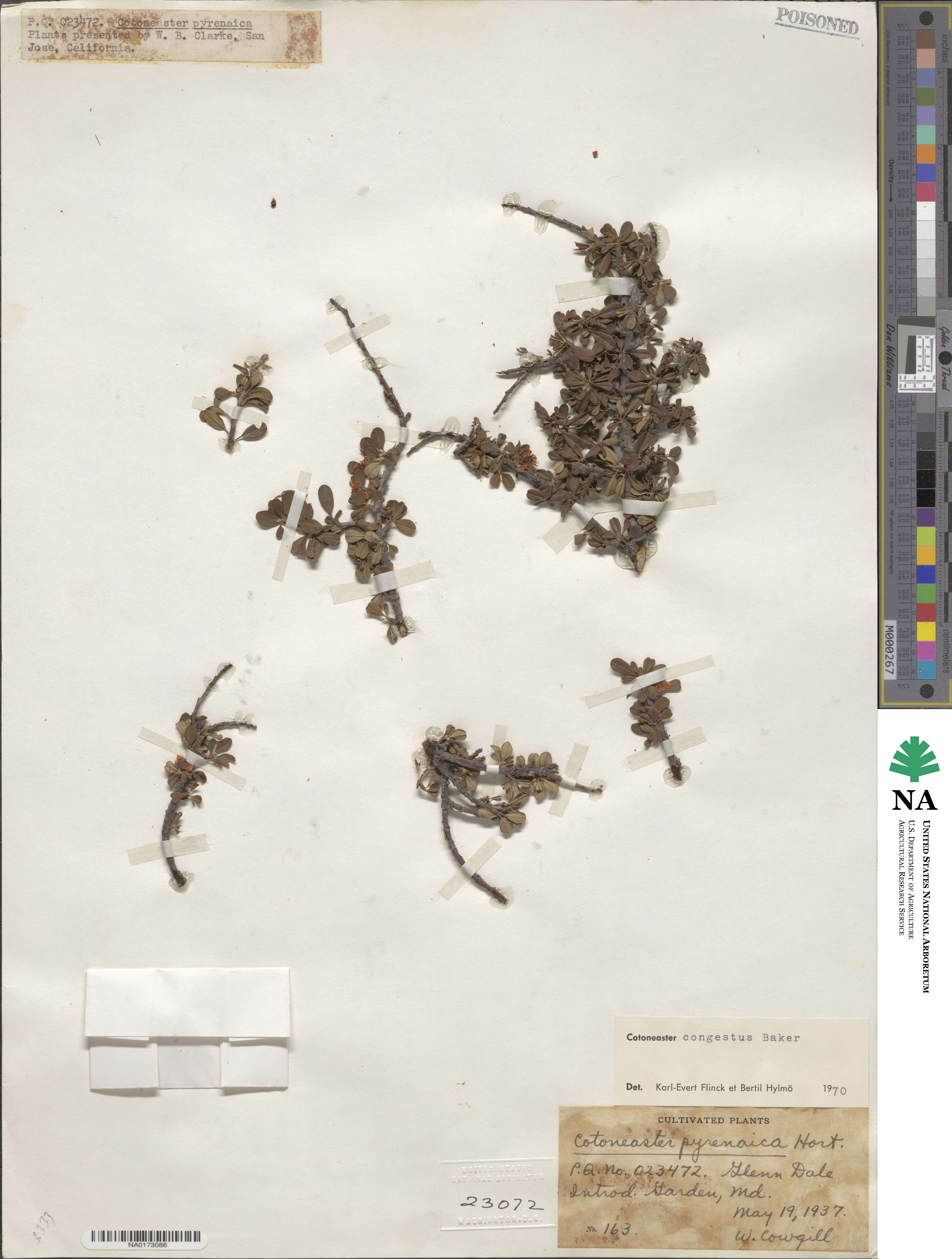 Cotoneaster congestus image