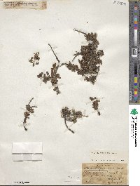 Cotoneaster congestus image