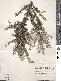 Image of Cotoneaster integrifolius