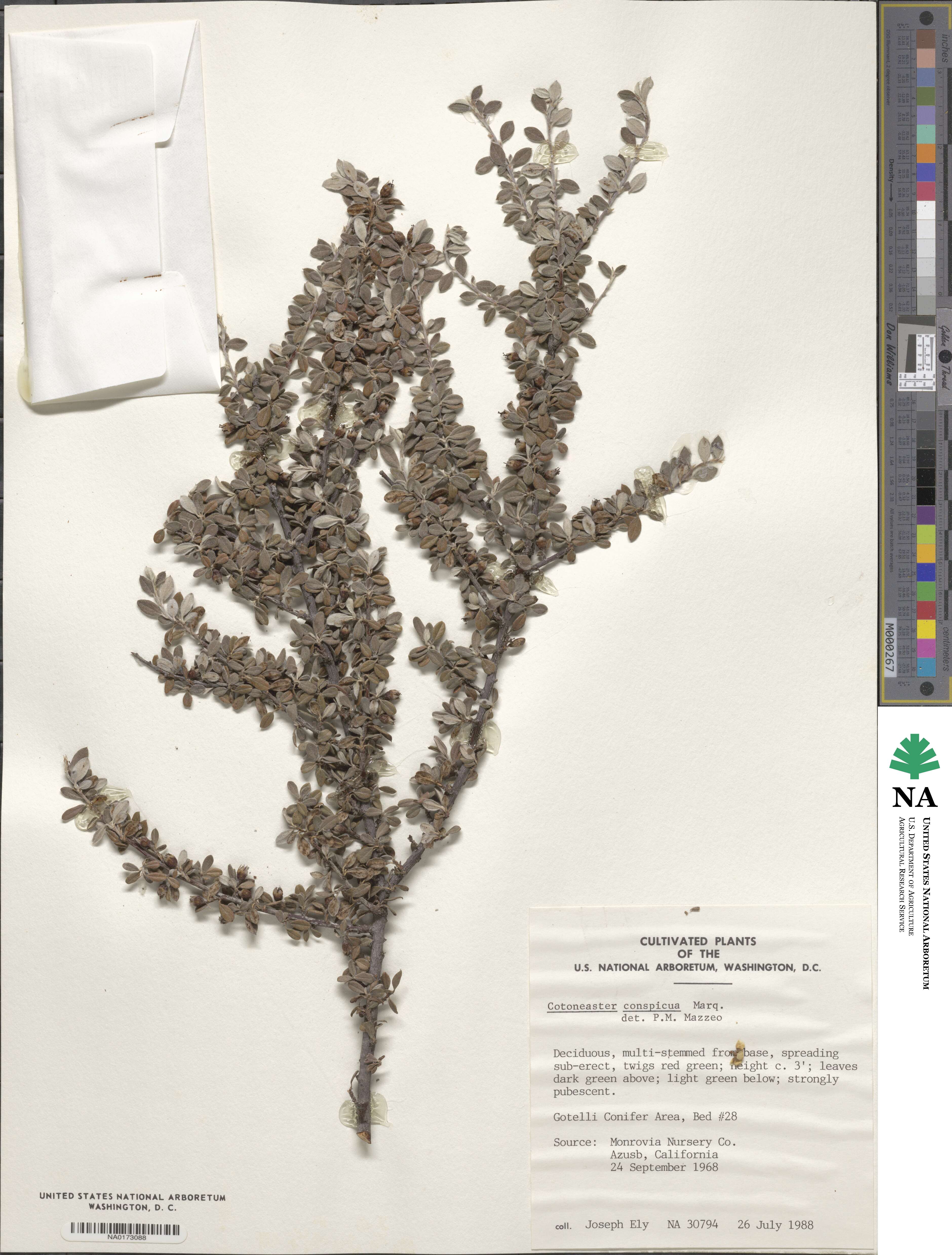 Cotoneaster integrifolius image