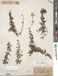 Cotoneaster integrifolius image