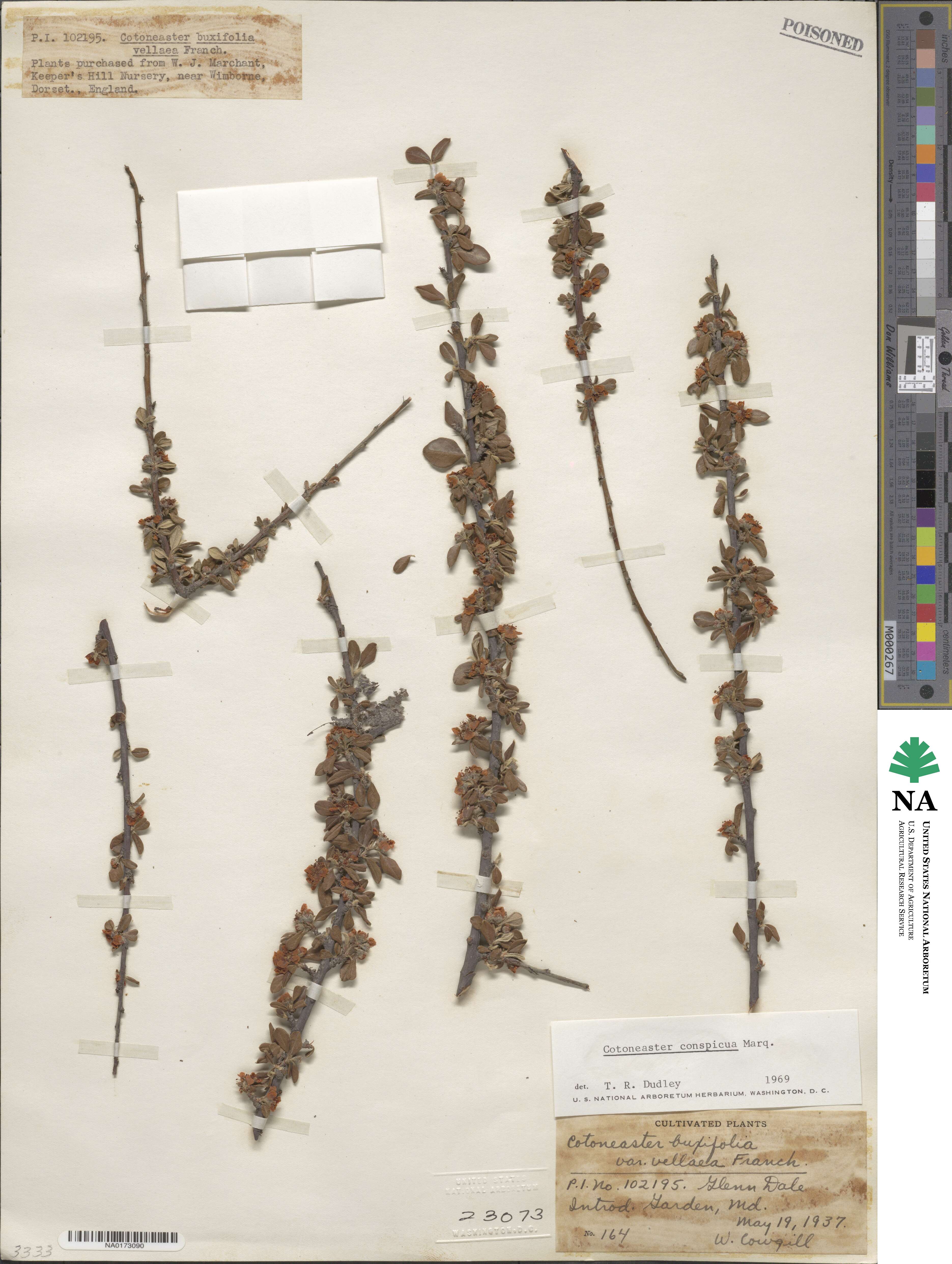 Cotoneaster integrifolius image