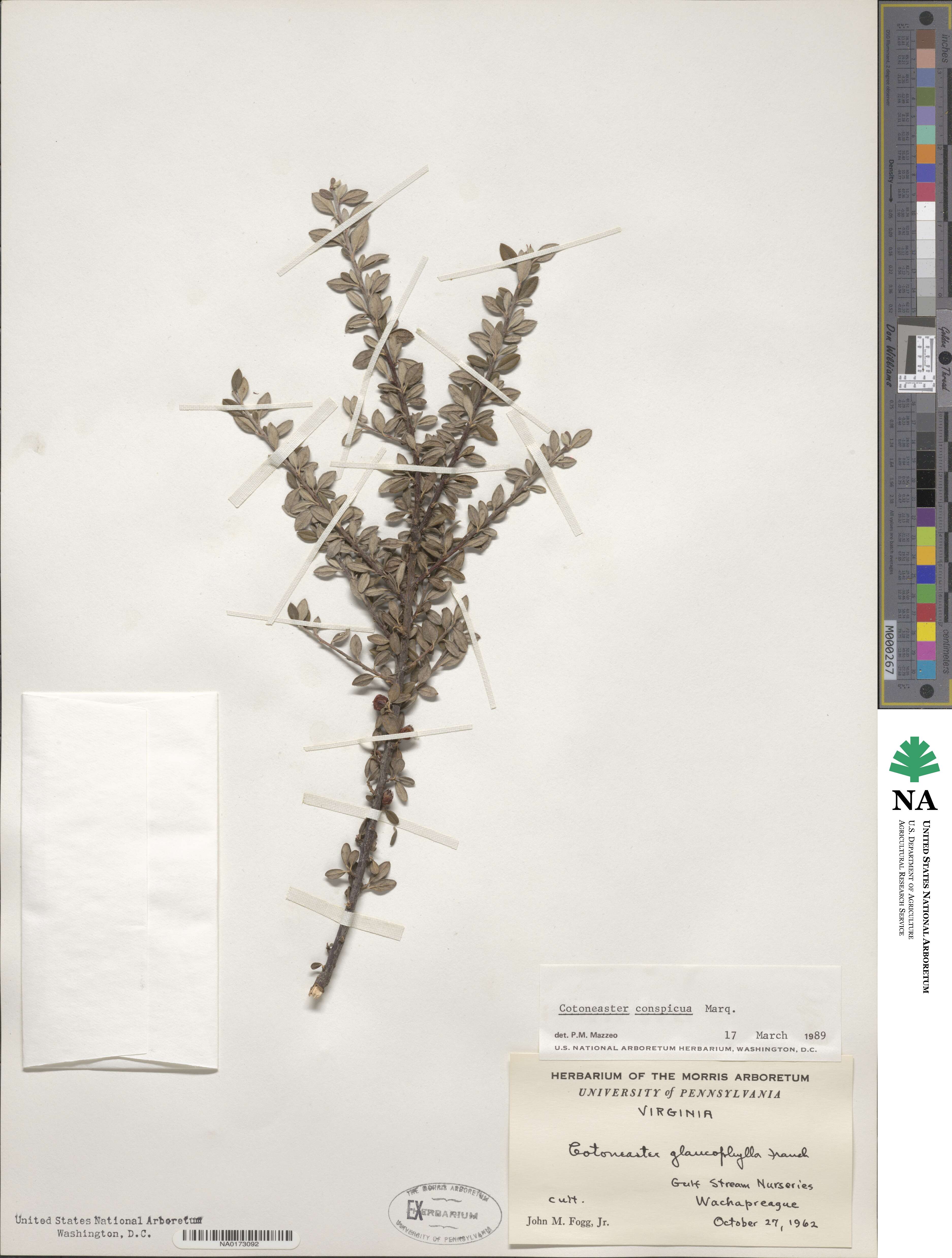 Cotoneaster integrifolius image