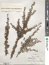 Cotoneaster integrifolius image