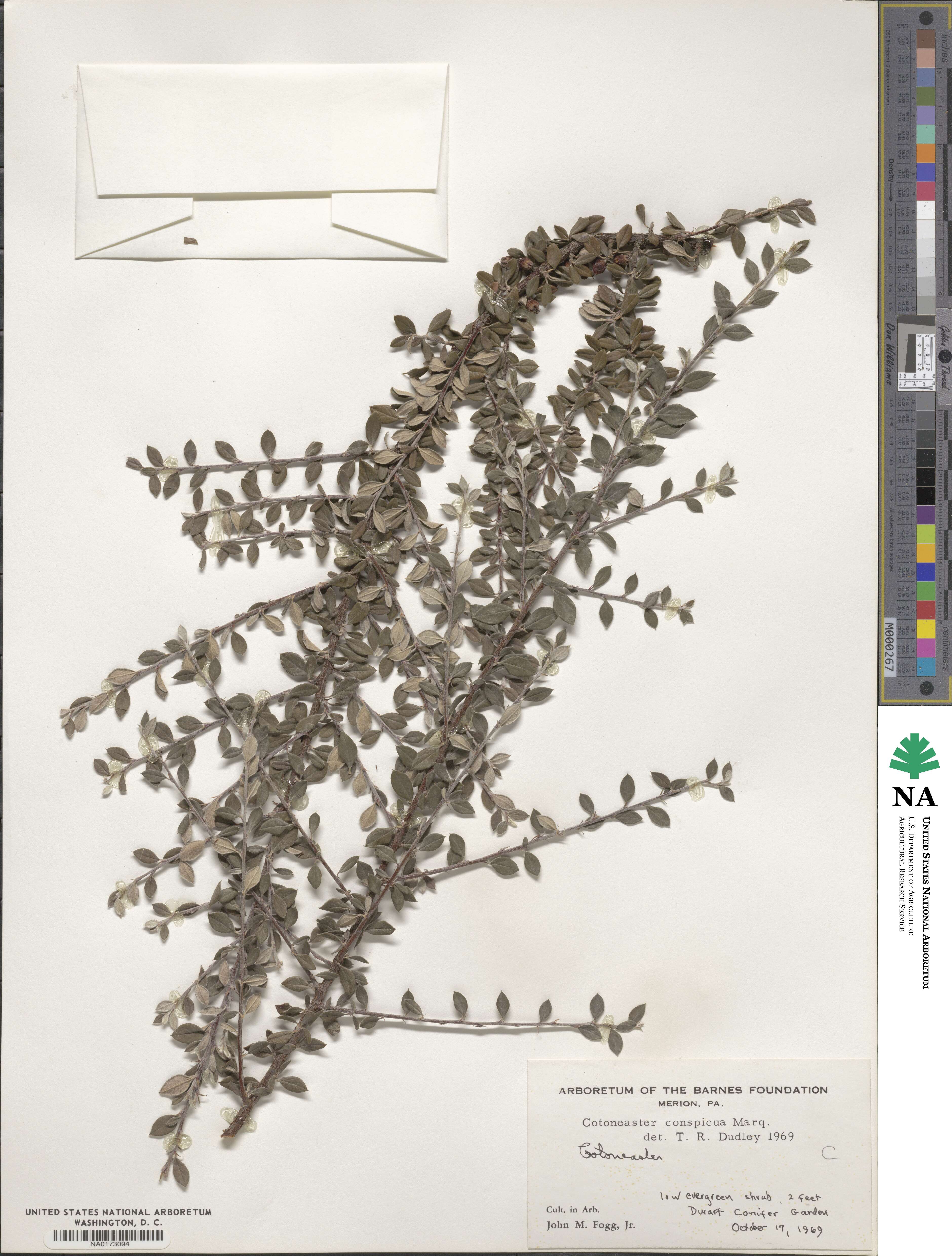 Cotoneaster integrifolius image