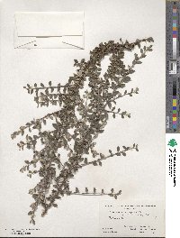 Cotoneaster integrifolius image