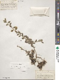 Cotoneaster integrifolius image