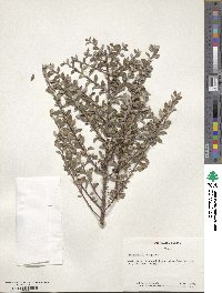 Cotoneaster integrifolius image