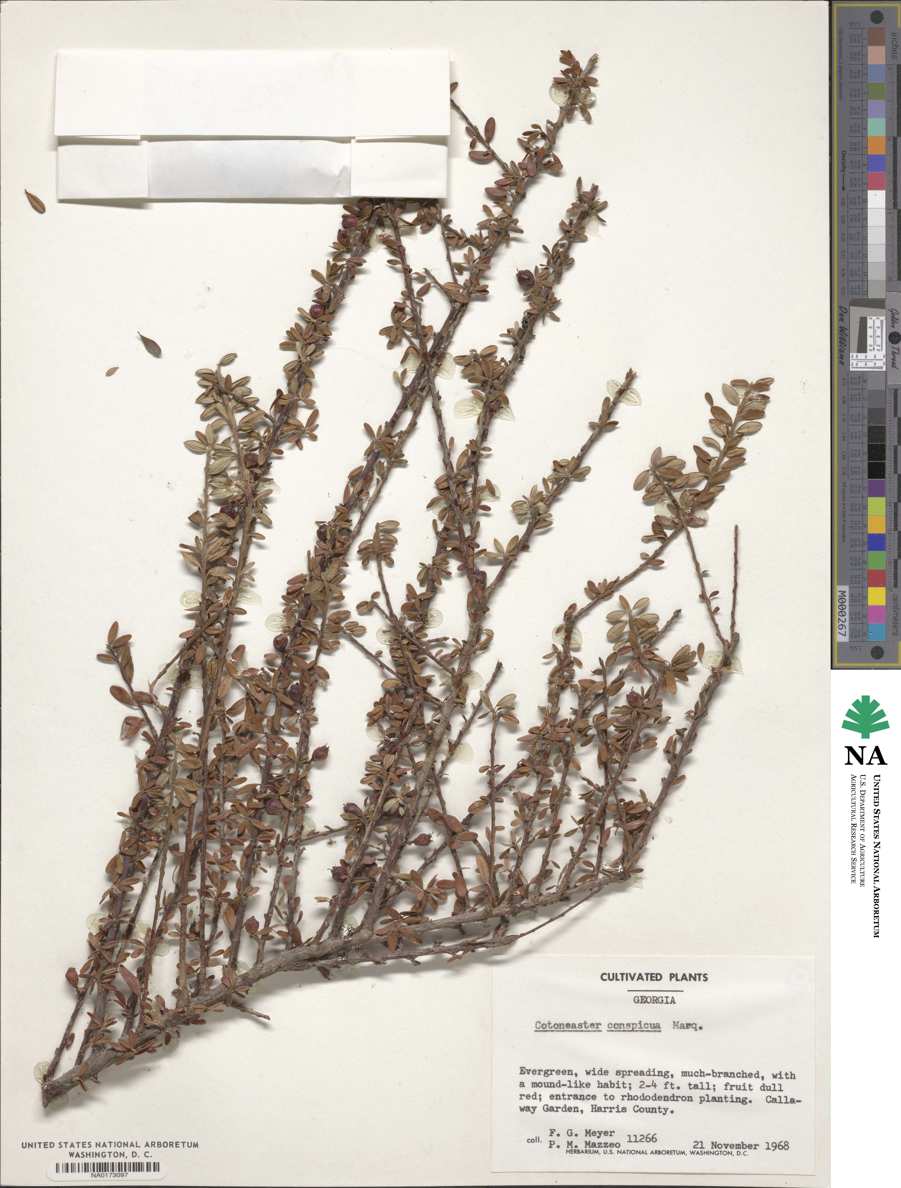 Cotoneaster integrifolius image