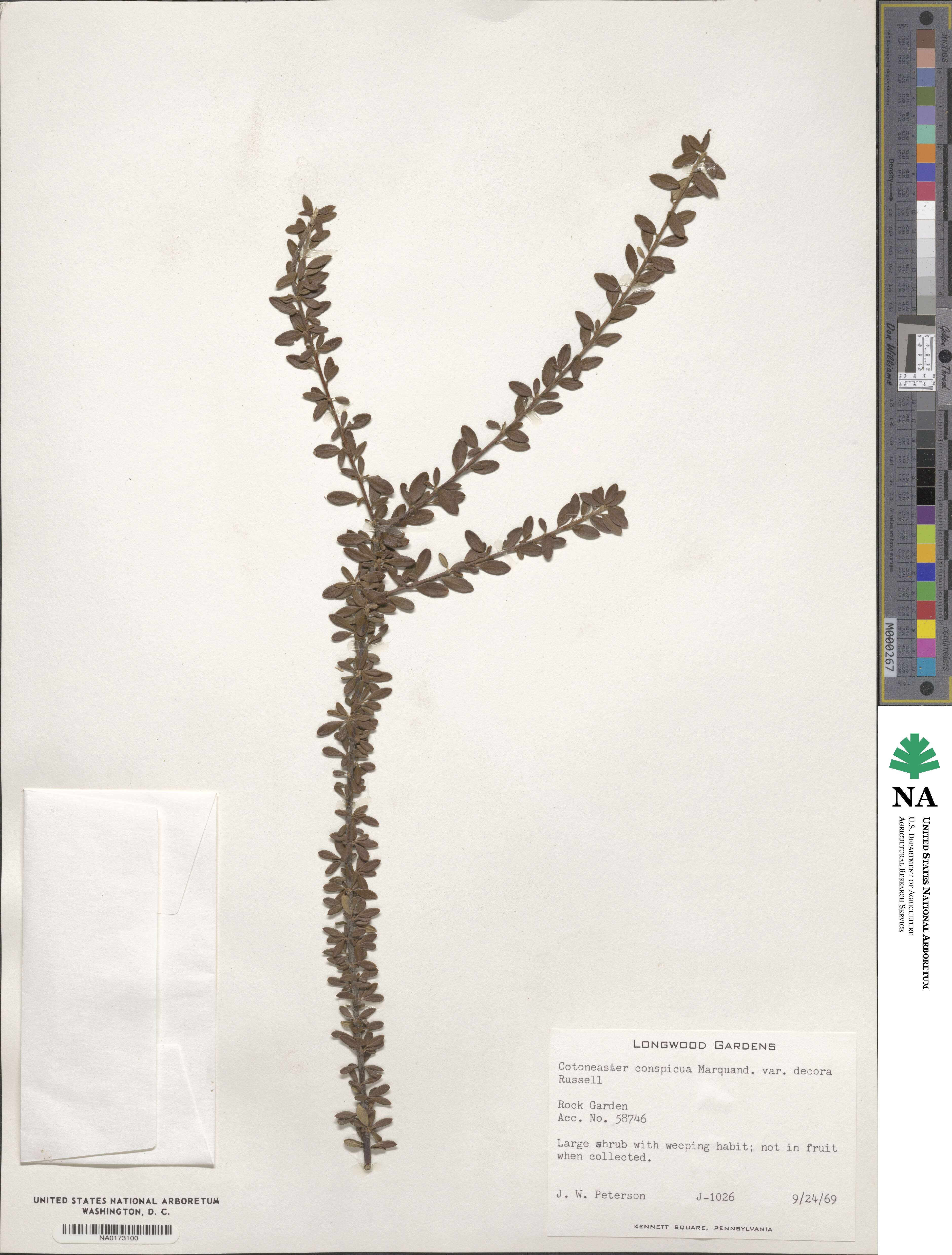 Cotoneaster conspicuus image