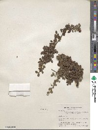 Cotoneaster conspicuus image