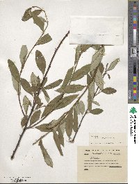 Image of Cotoneaster cooperi