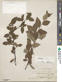 Cotoneaster moupinensis image