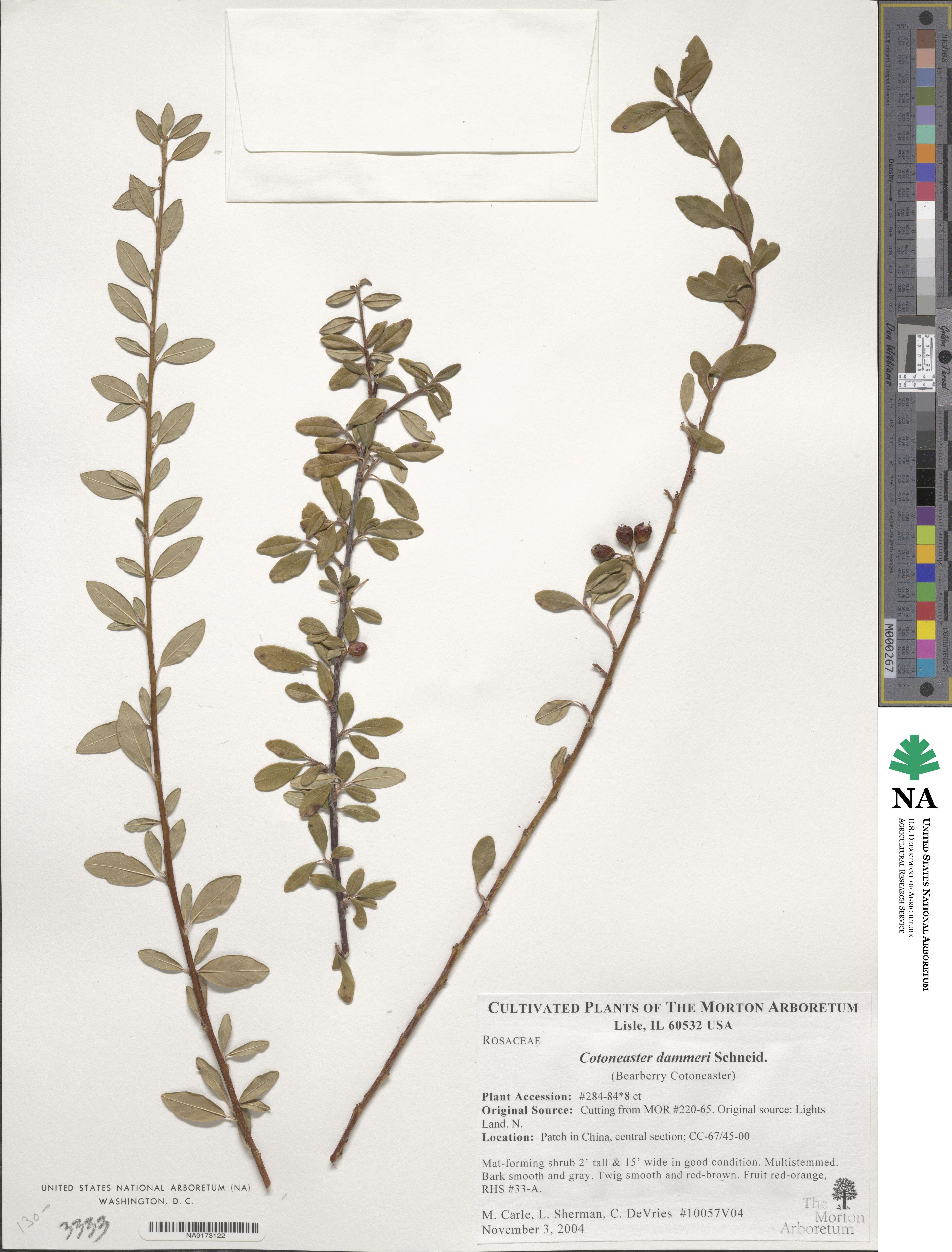 Cotoneaster dammeri image