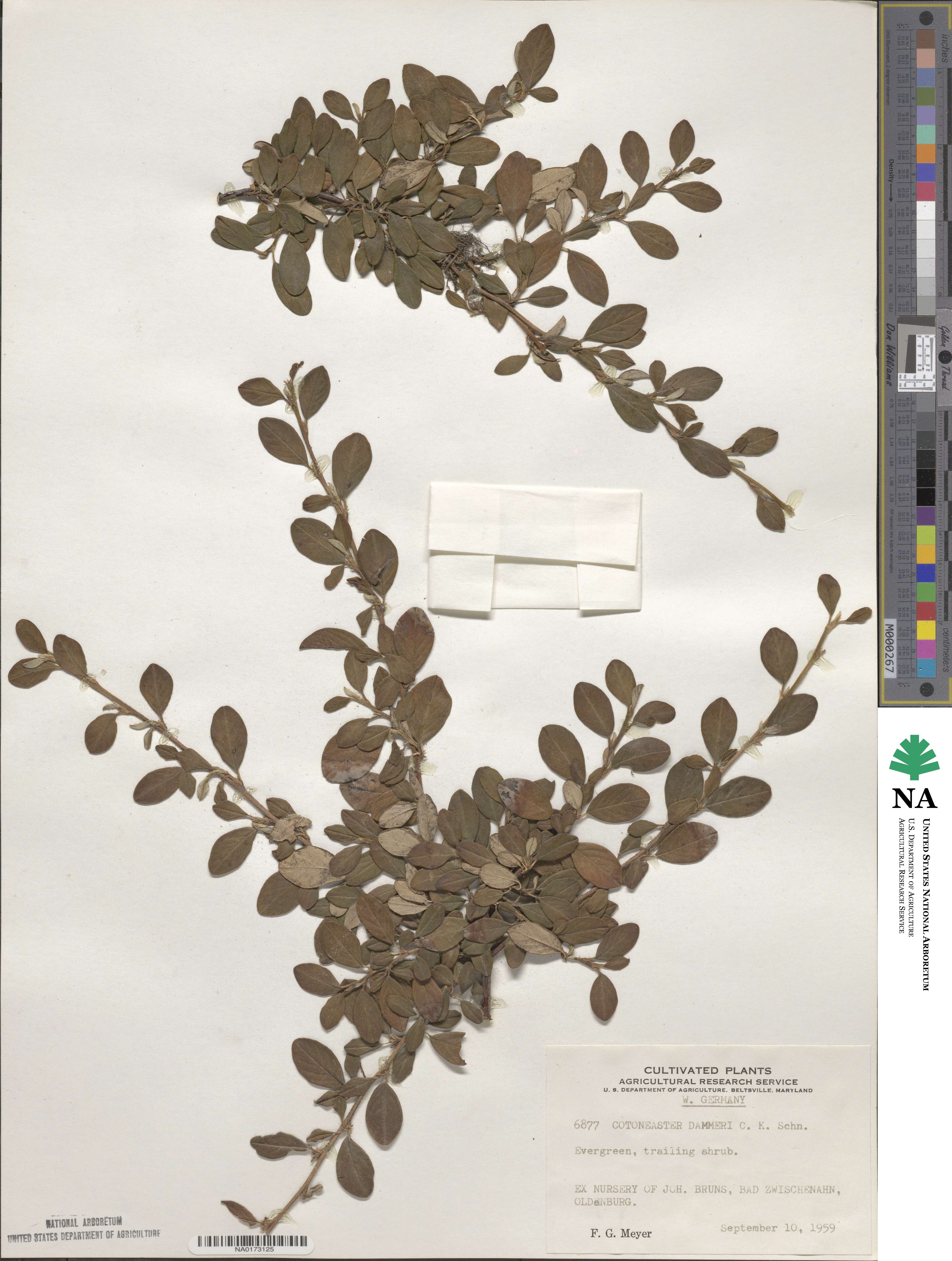 Cotoneaster dammeri image