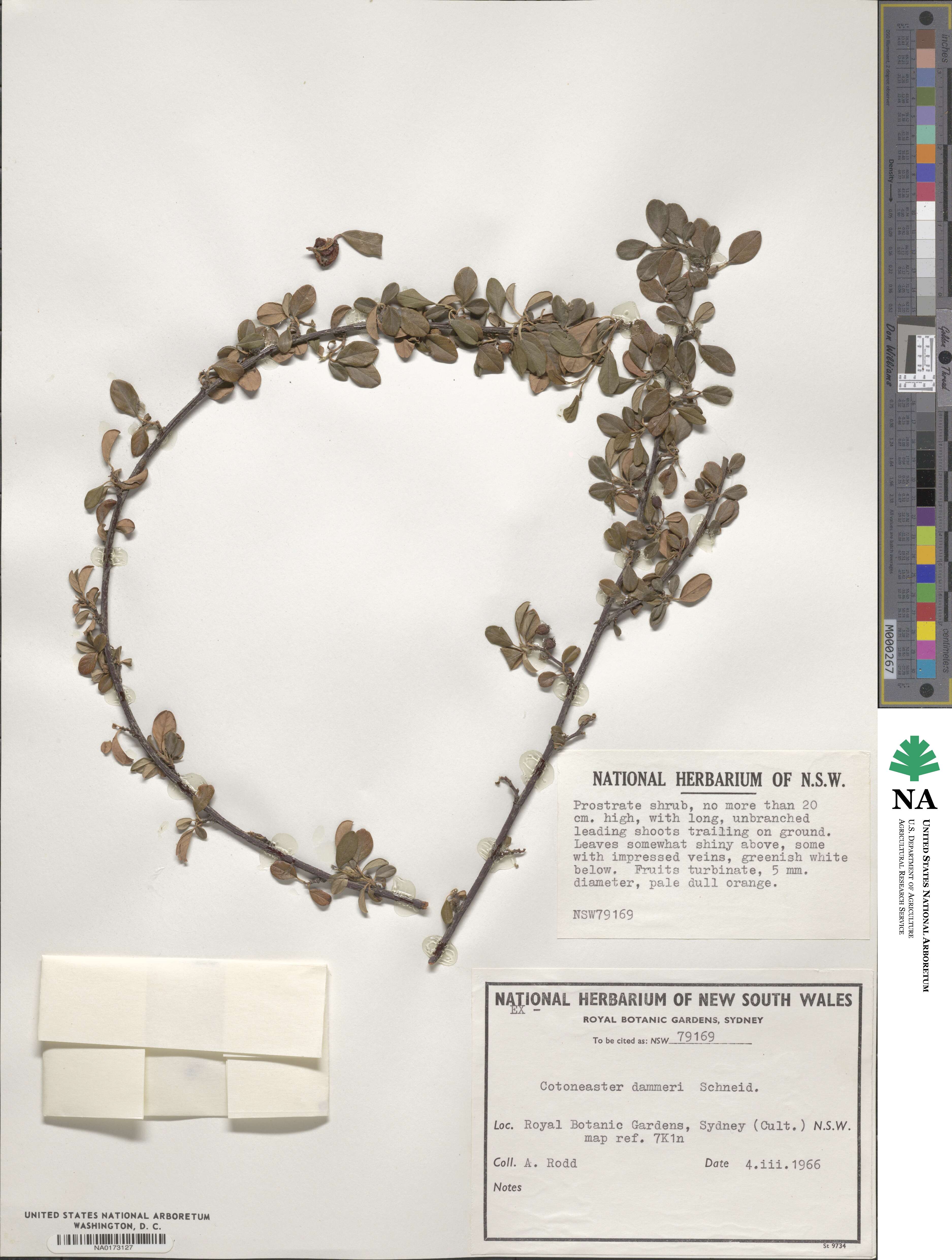 Cotoneaster dammeri image