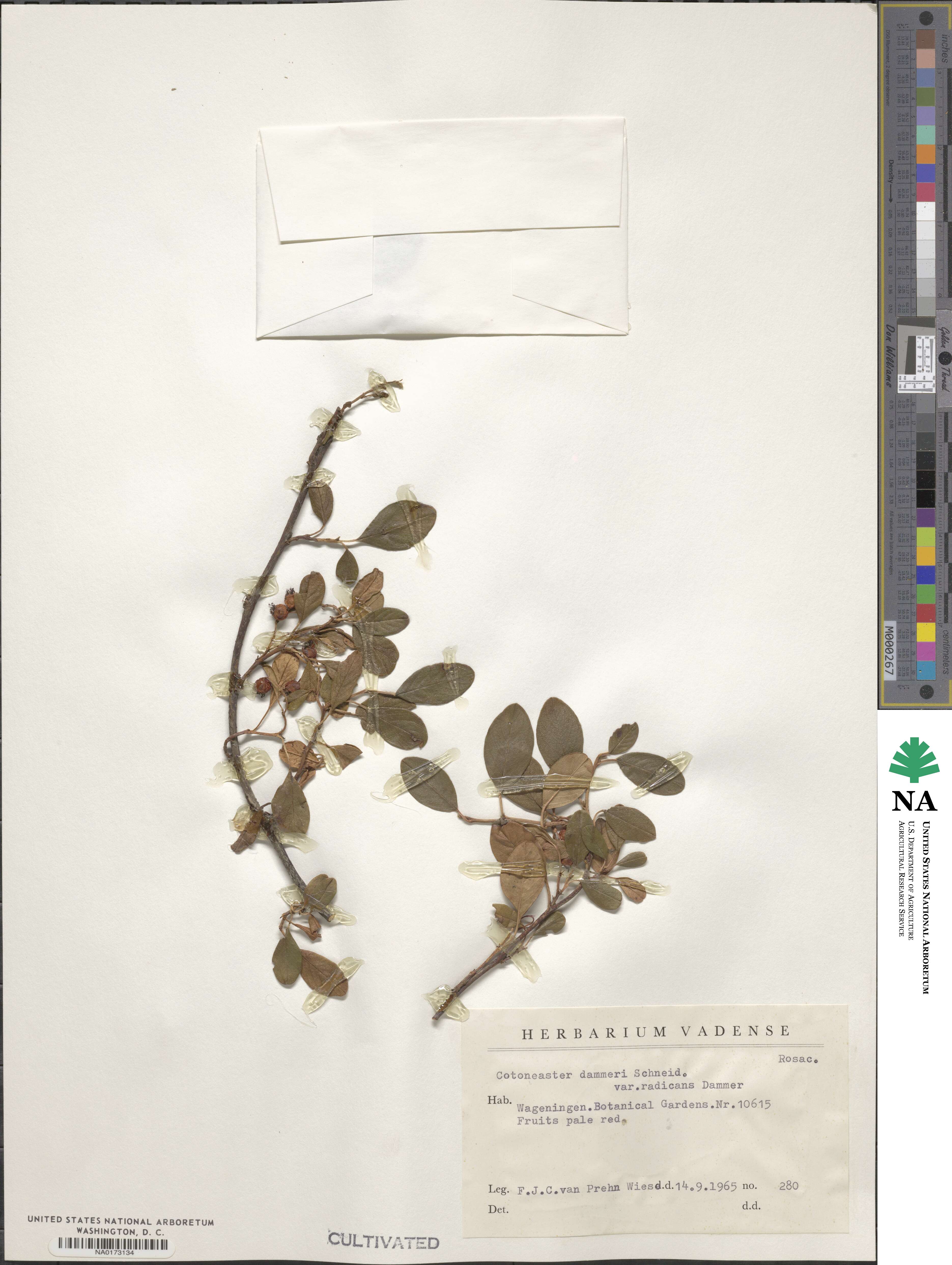 Cotoneaster dammeri image