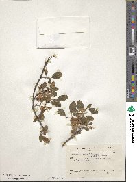 Cotoneaster dammeri image