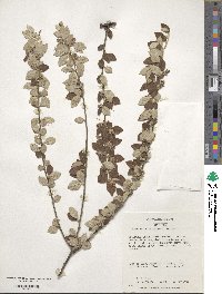 Cotoneaster dielsianus image