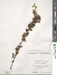 Cotoneaster dielsianus image