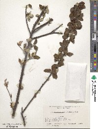 Cotoneaster dielsianus image