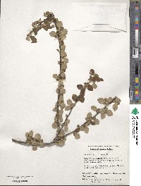 Cotoneaster dielsianus image