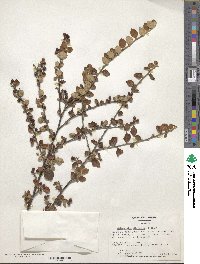 Cotoneaster dielsianus image