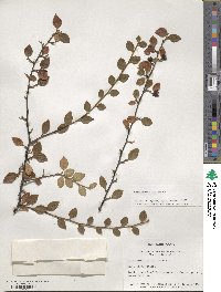 Cotoneaster dielsianus image