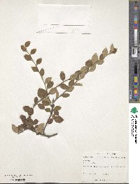 Cotoneaster franchetii image